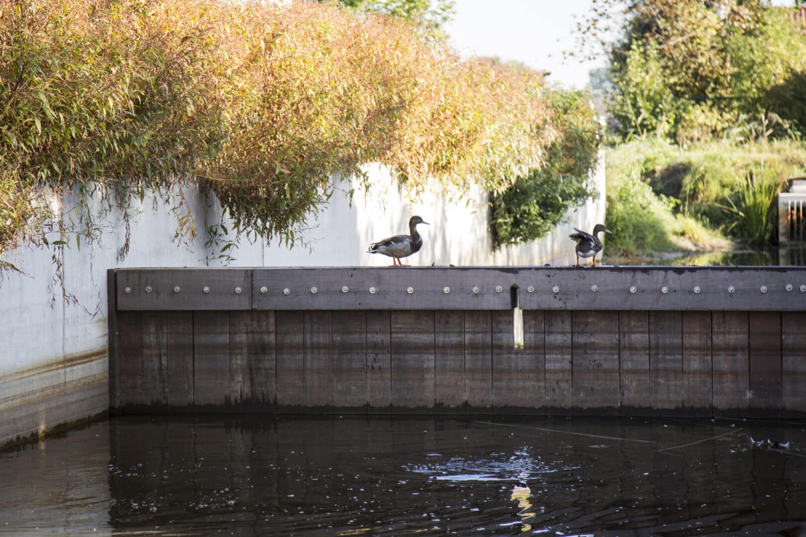 Bosch Beton - Waterkering in nieuwbouwwijk in Nijkerkerveen