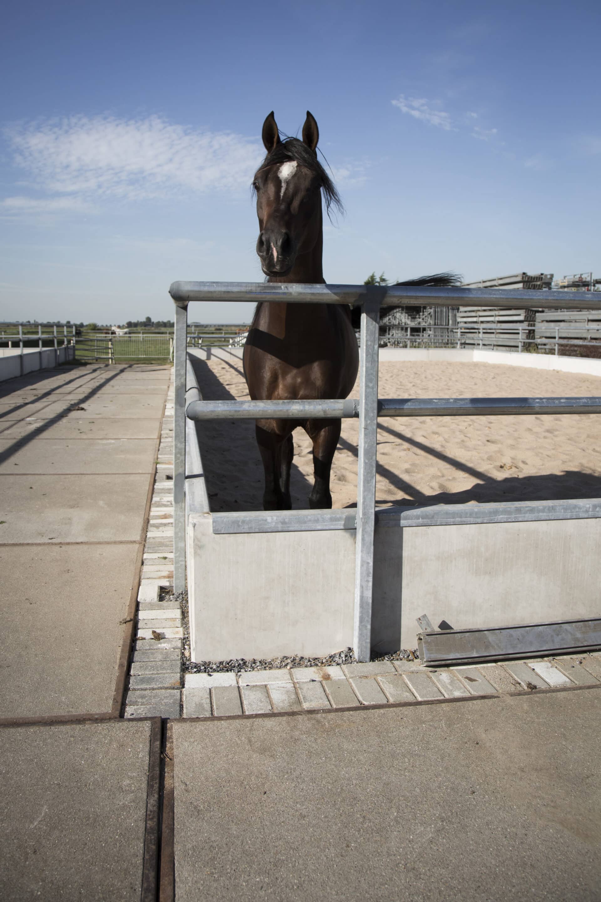 Bosch Beton - Paddocks van keerwanden voor Arabische renpaarden