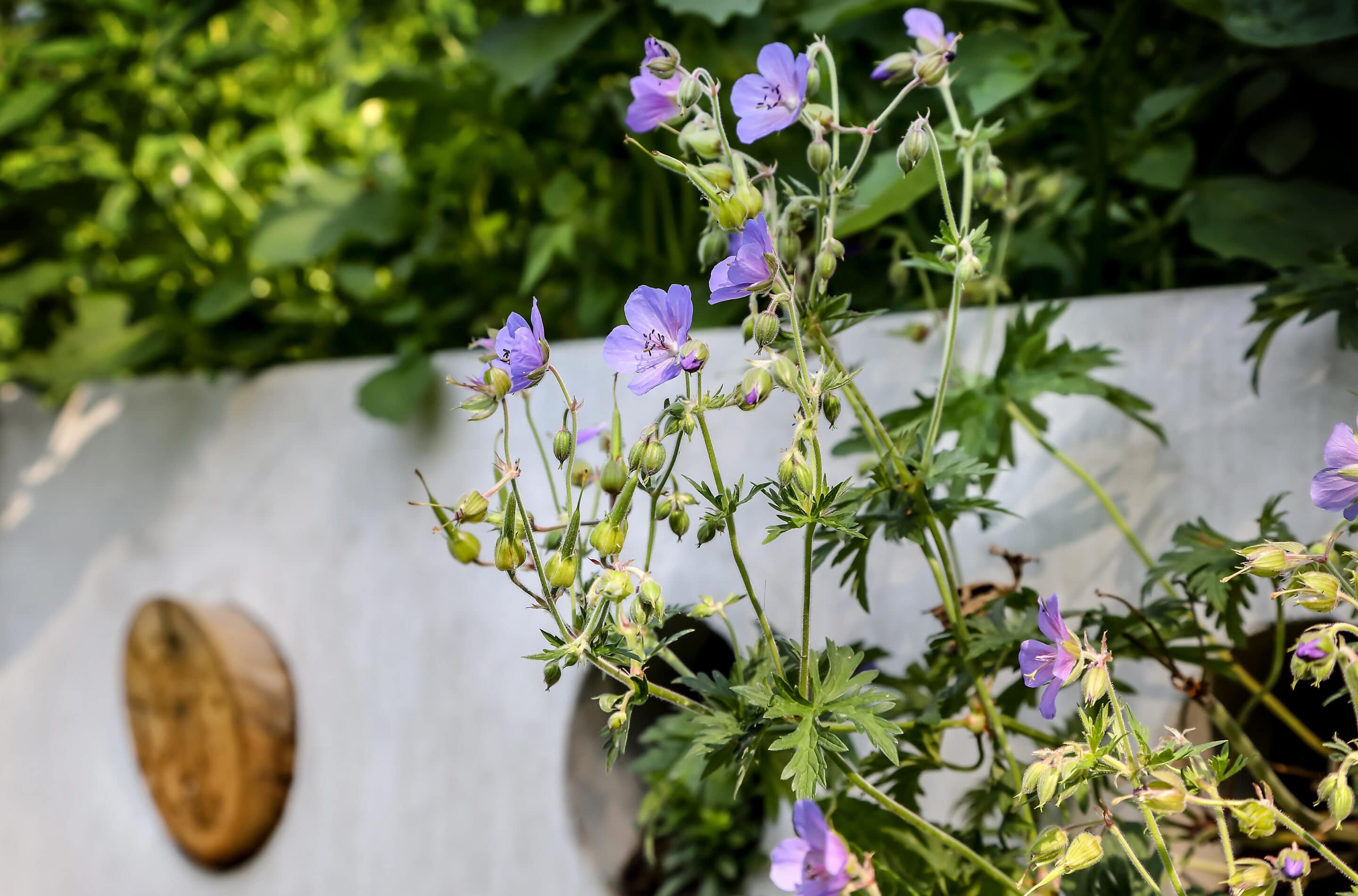 Bosch Beton - De bio-keerwand draagt positief bij aan biodiversiteit