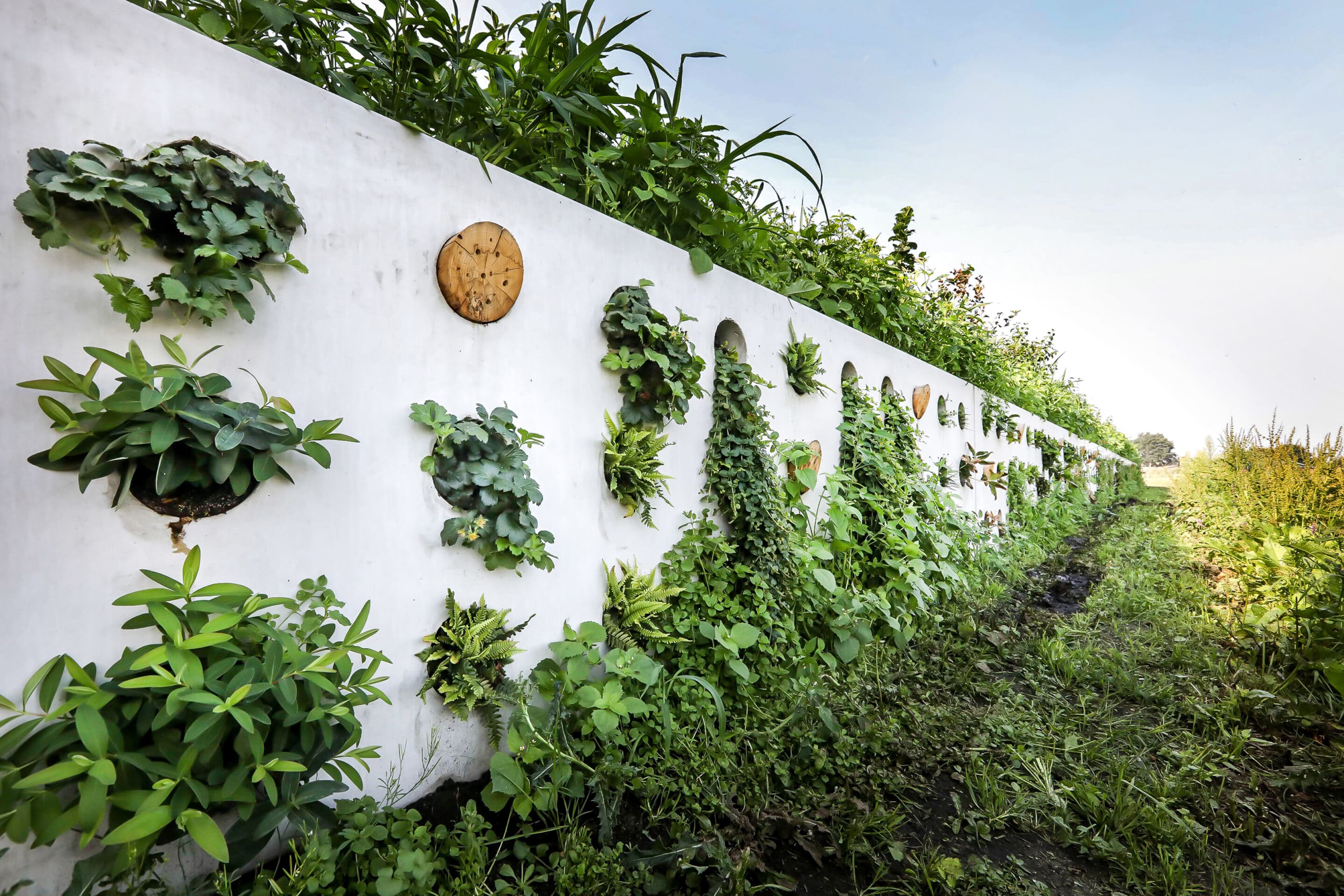 Bosch Beton - De bio-keerwand draagt positief bij aan biodiversiteit