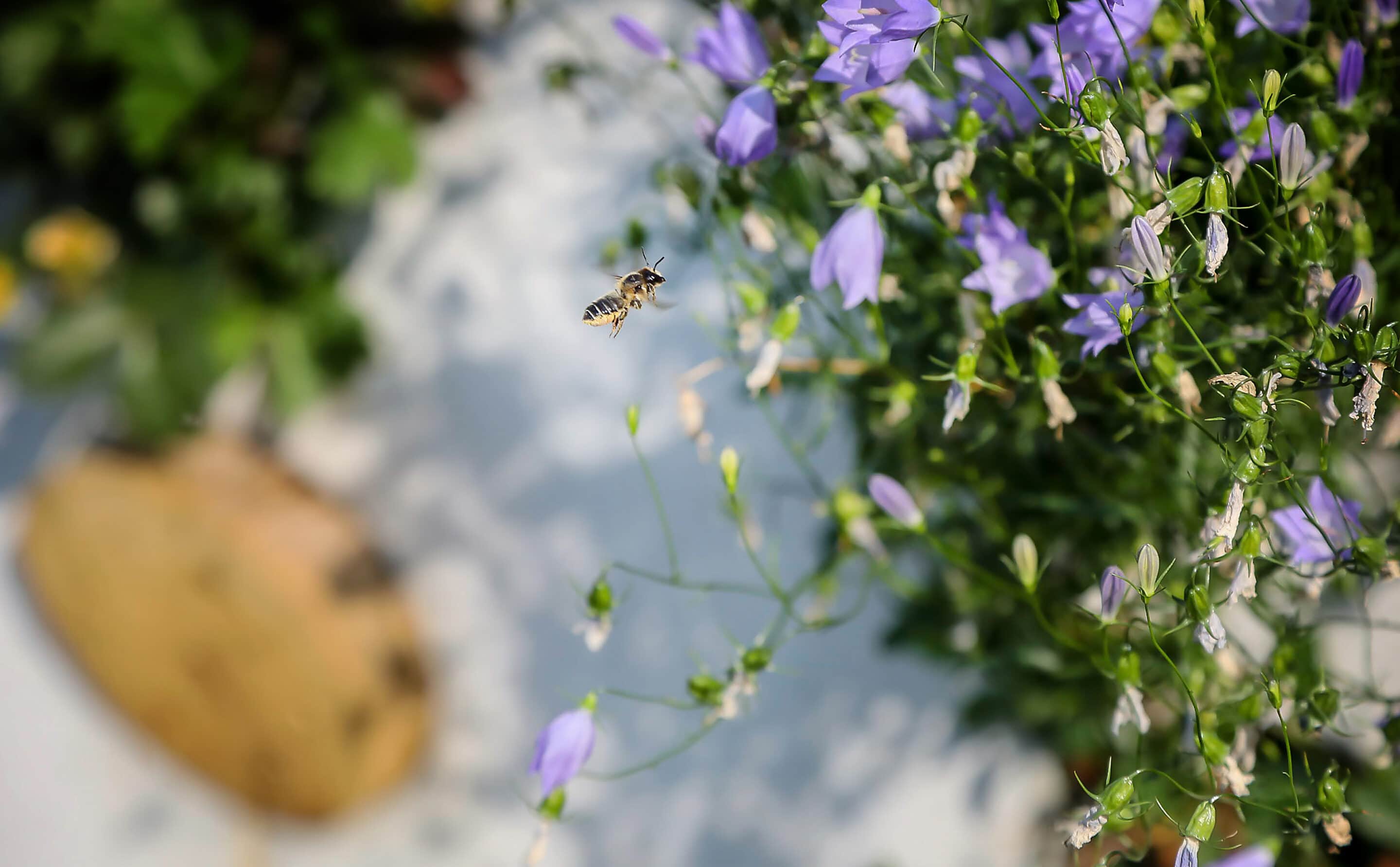 Bosch Beton - De bio-keerwand draagt positief bij aan biodiversiteit