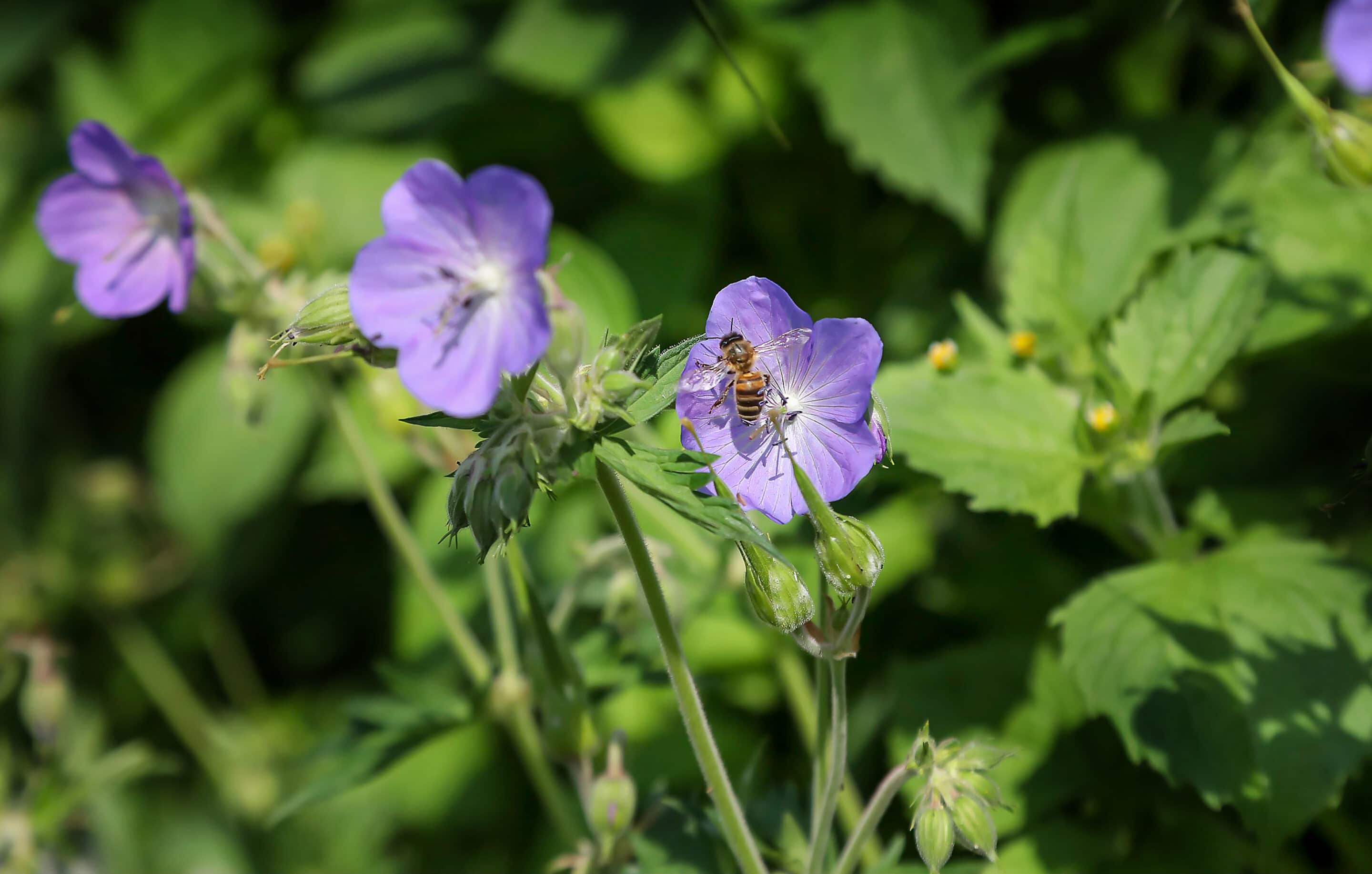 Bosch Beton - De bio-keerwand draagt positief bij aan biodiversiteit