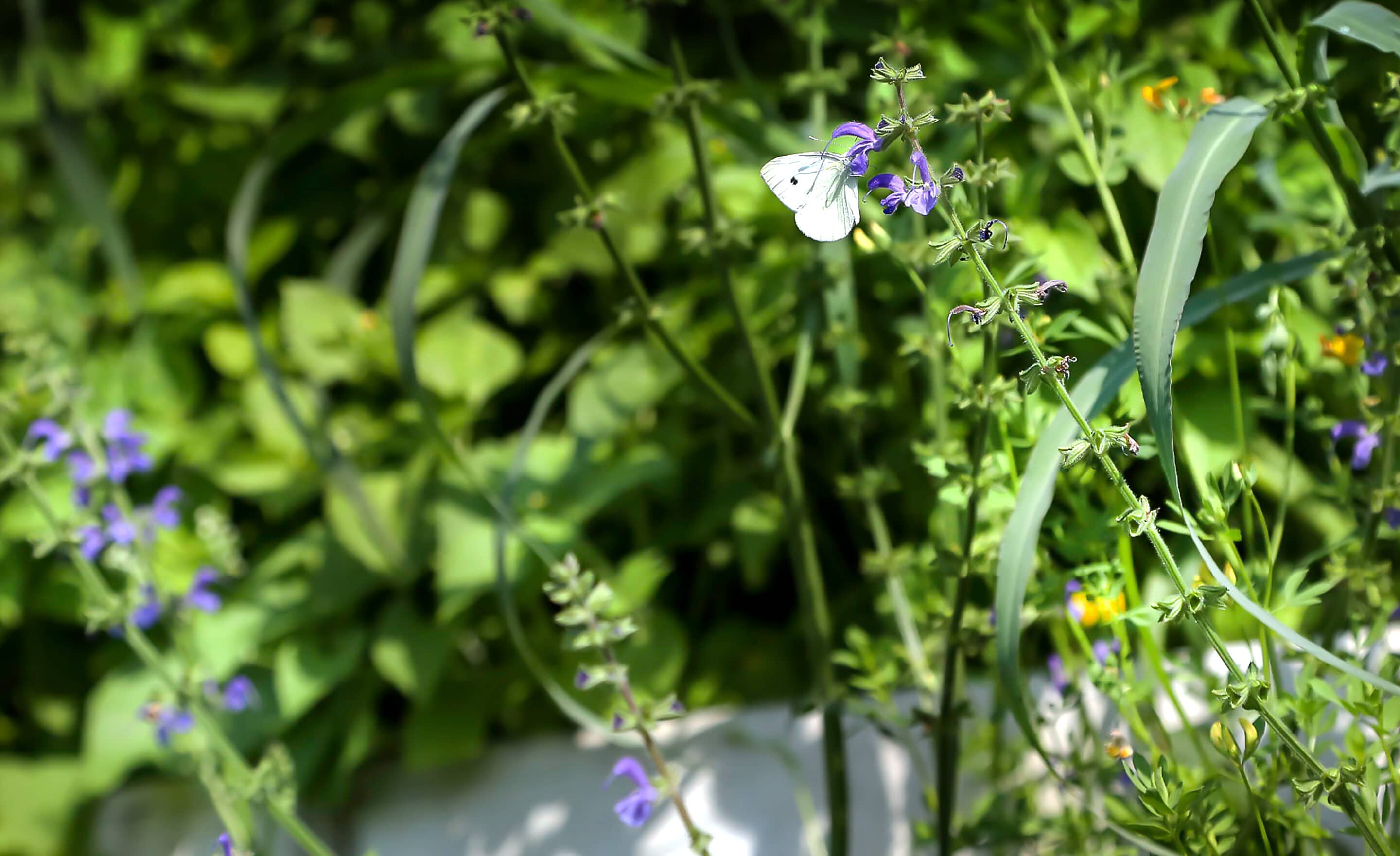 Bosch Beton - De bio-keerwand draagt positief bij aan biodiversiteit