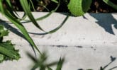 Bosch Beton - De bio-keerwand draagt positief bij aan biodiversiteit