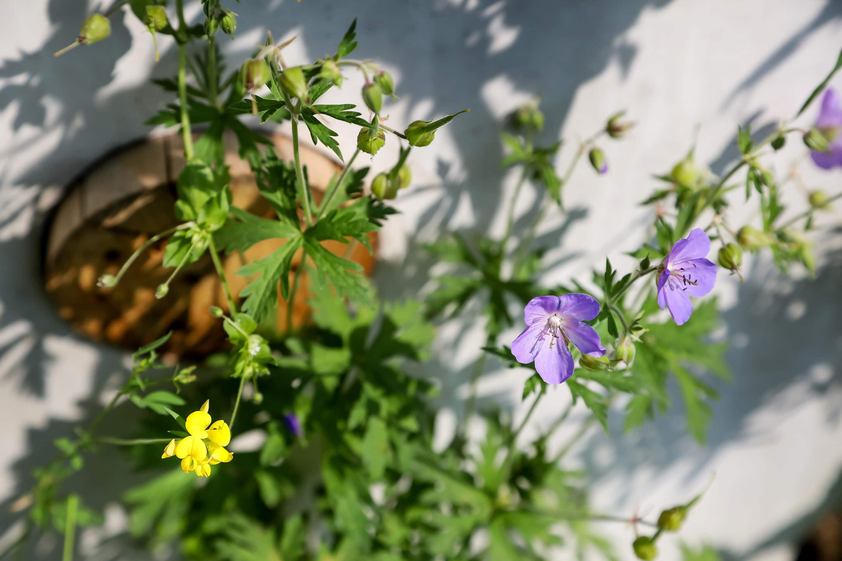 Bosch Beton - De bio-keerwand draagt positief bij aan biodiversiteit