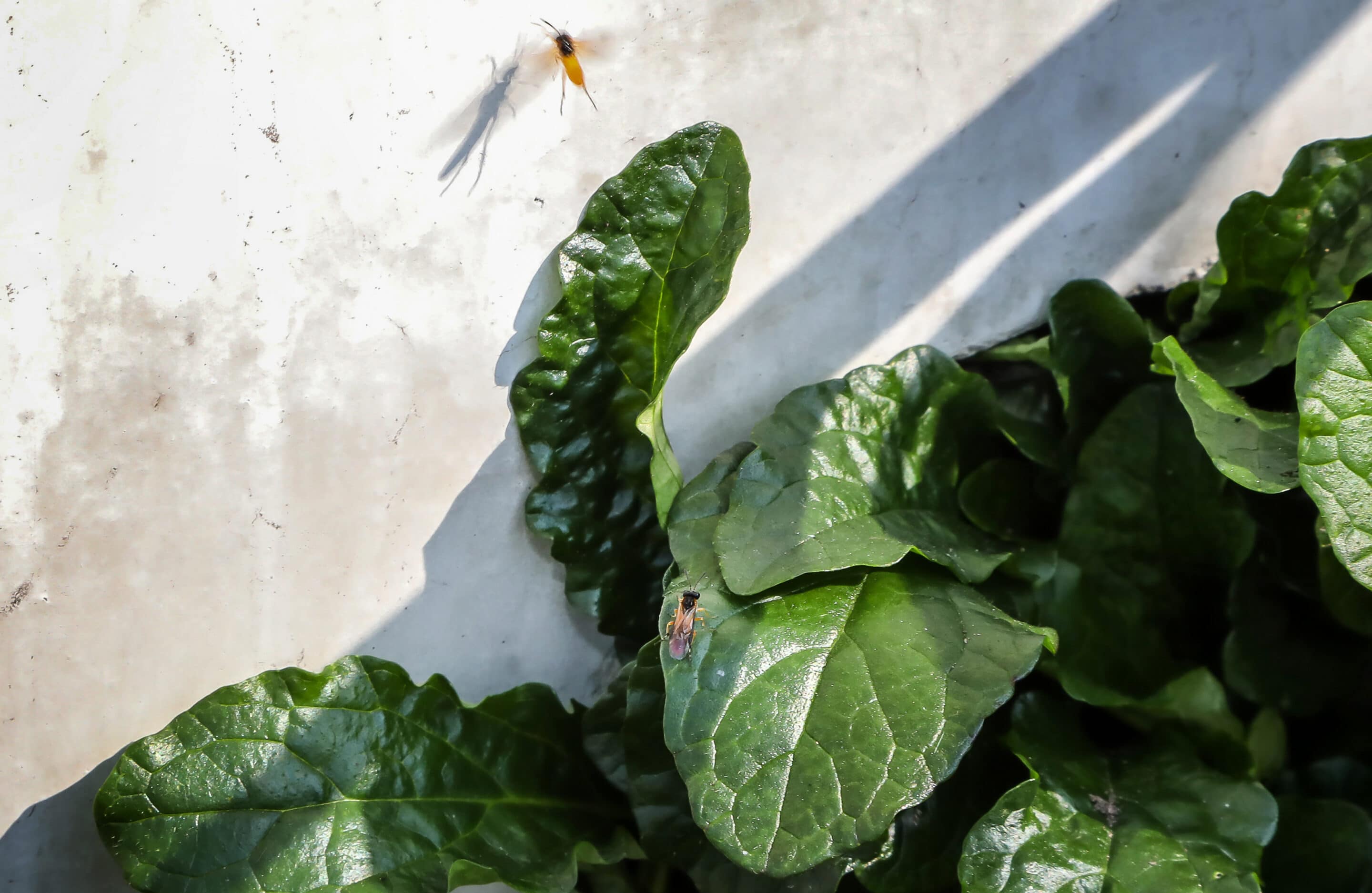 Bosch Beton - De bio-keerwand draagt positief bij aan biodiversiteit