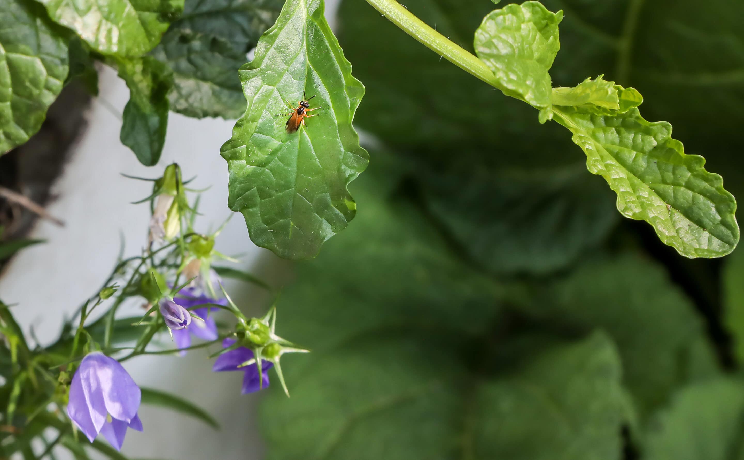 Bosch Beton - De bio-keerwand draagt positief bij aan biodiversiteit