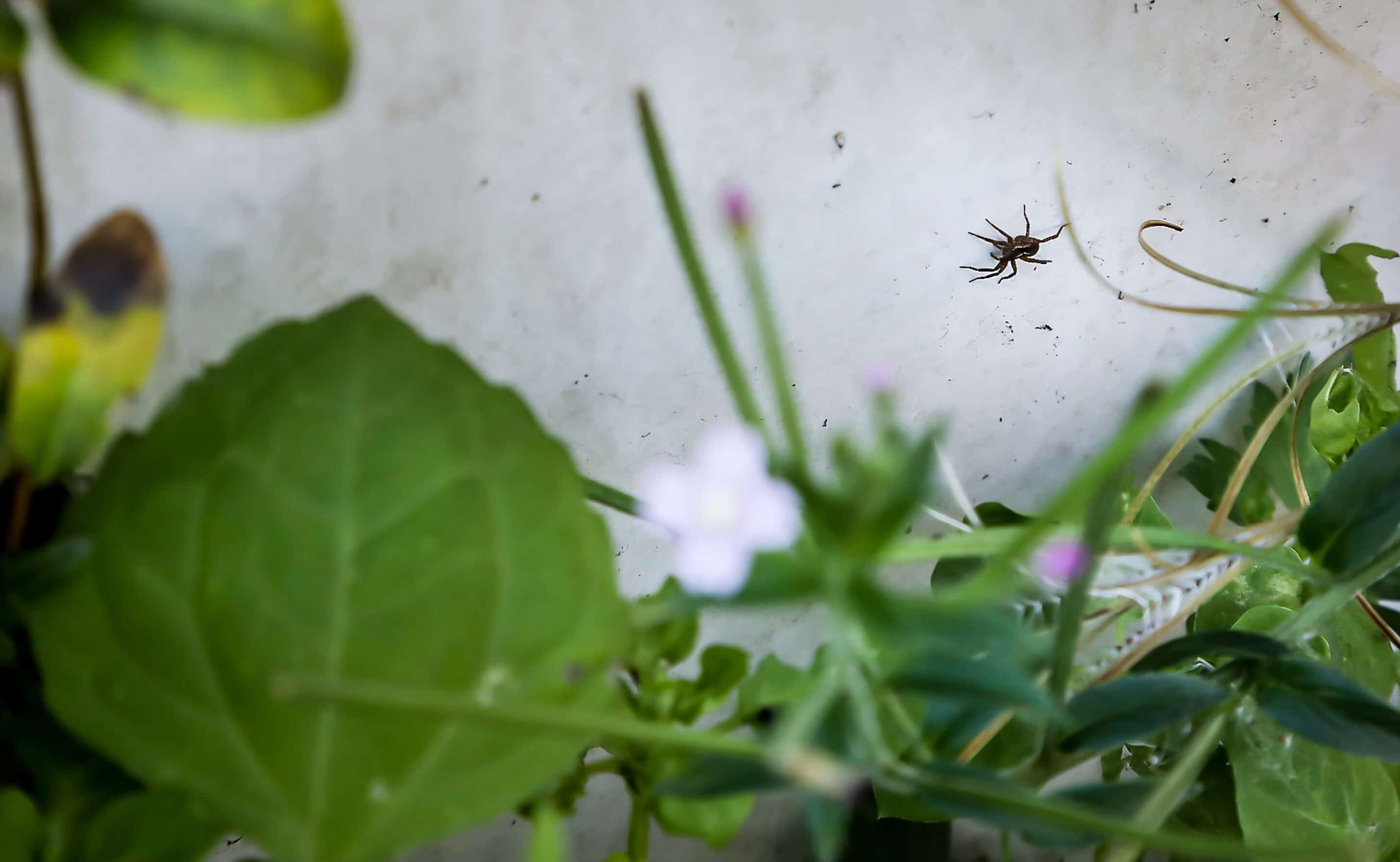 Bosch Beton - De bio-keerwand draagt positief bij aan biodiversiteit