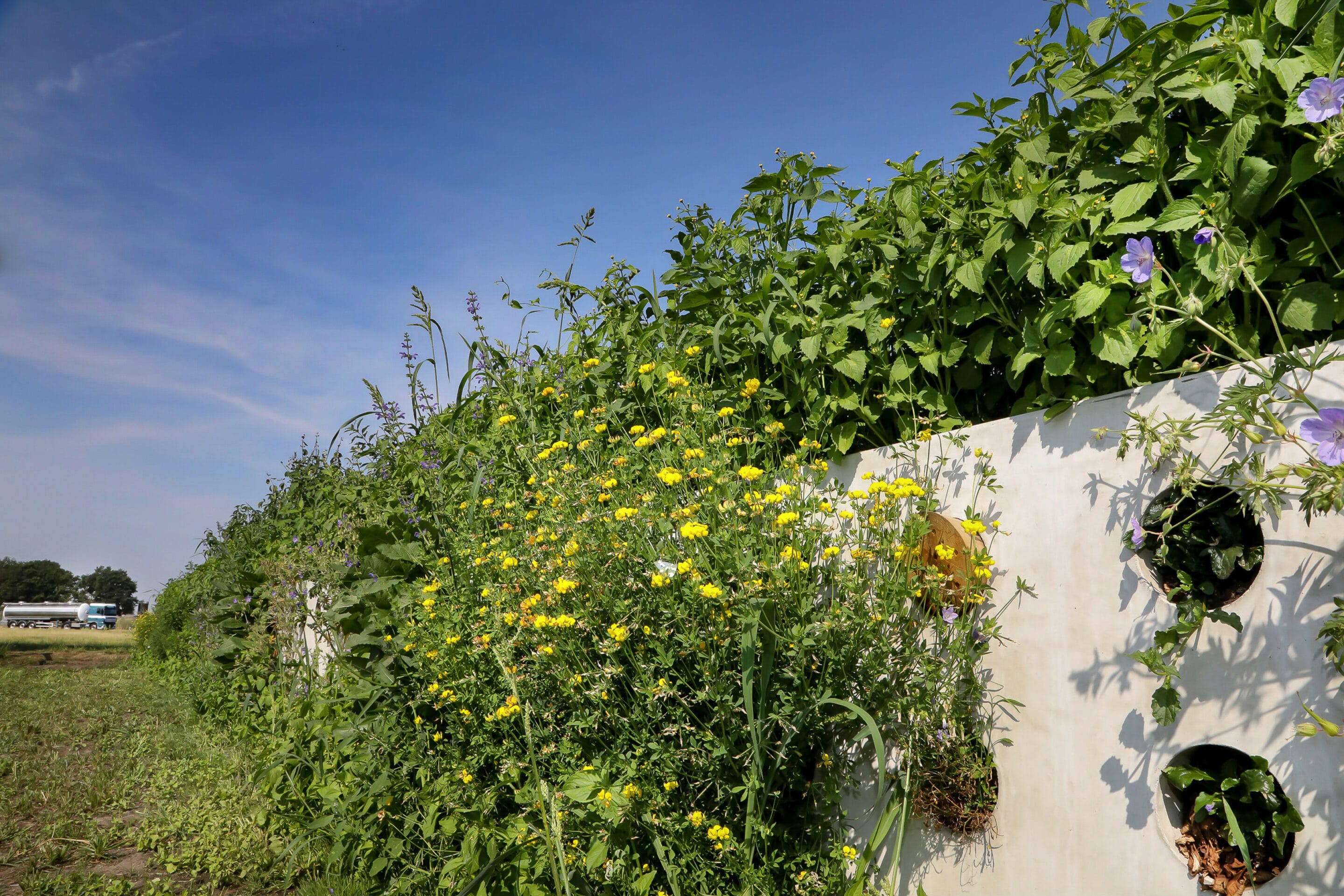 Bosch Beton - De bio-keerwand draagt positief bij aan biodiversiteit