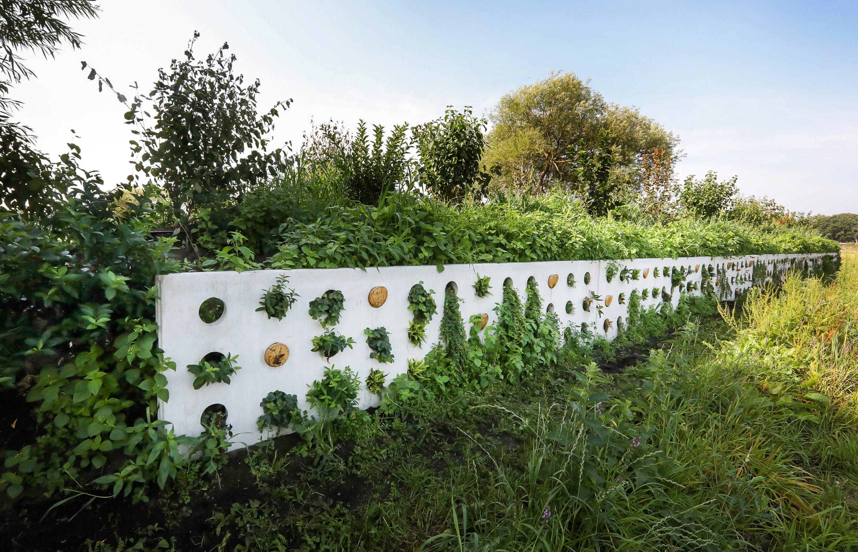 Bosch Beton - De bio-keerwand draagt positief bij aan biodiversiteit