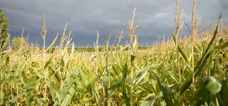 Bosch Beton - Gevolgen klimaatverandering voor maïsopbrengst